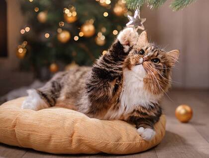 Crear un lugar seguro para reducir las afectaciones durante las festividades