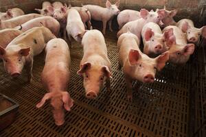 Avances tecnológicos y sanitarios que contribuyen al crecimiento de la carne de cerdo