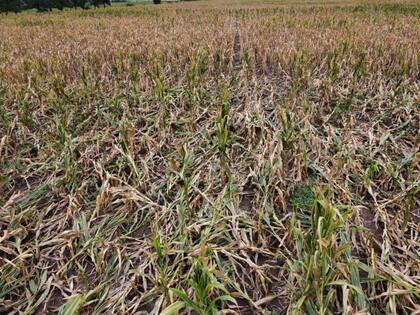 Crece la cantidad de productores que no van a cosechar