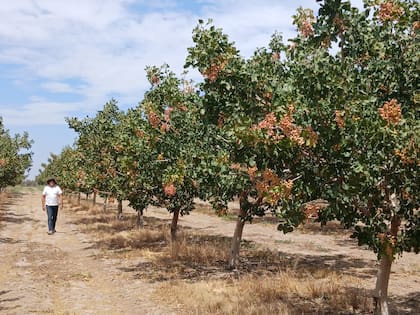 Crece la producción de pistachos en la provincia