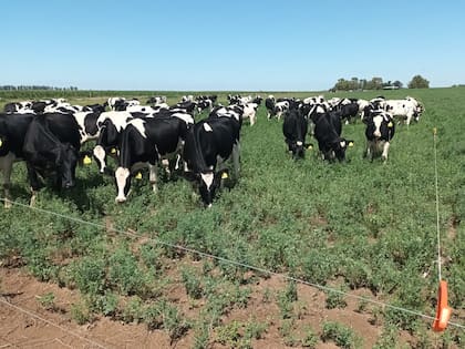 Crecieron con el tambo