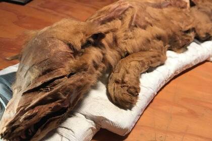 Los investigadores aseguraron que es la momia de lobo más completa que se encontró y lo único que le faltan son los ojos. Crédito: DPA