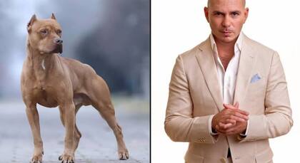 Crédito: el usuario Sam ALT man a través de X.