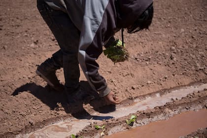 Según los especialistas, las manos pequeñas y la motricidad fina de los niños son bien valoradas en muchos sectores productivos (Gentileza, Lucio Boschi, OIT)