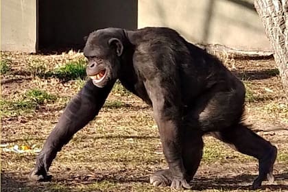 Toti hoy, en el zoológico de Bubalcó, Río Negro