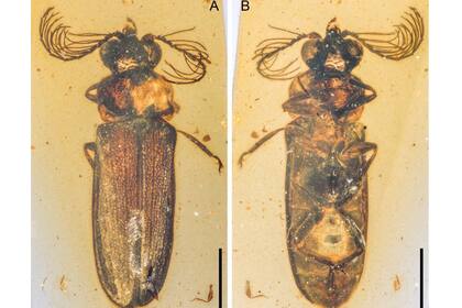 Cretophengodes azari, un escarabajo fósil productor de luz del ámbar birmano del Cretácico (100 millones de años)