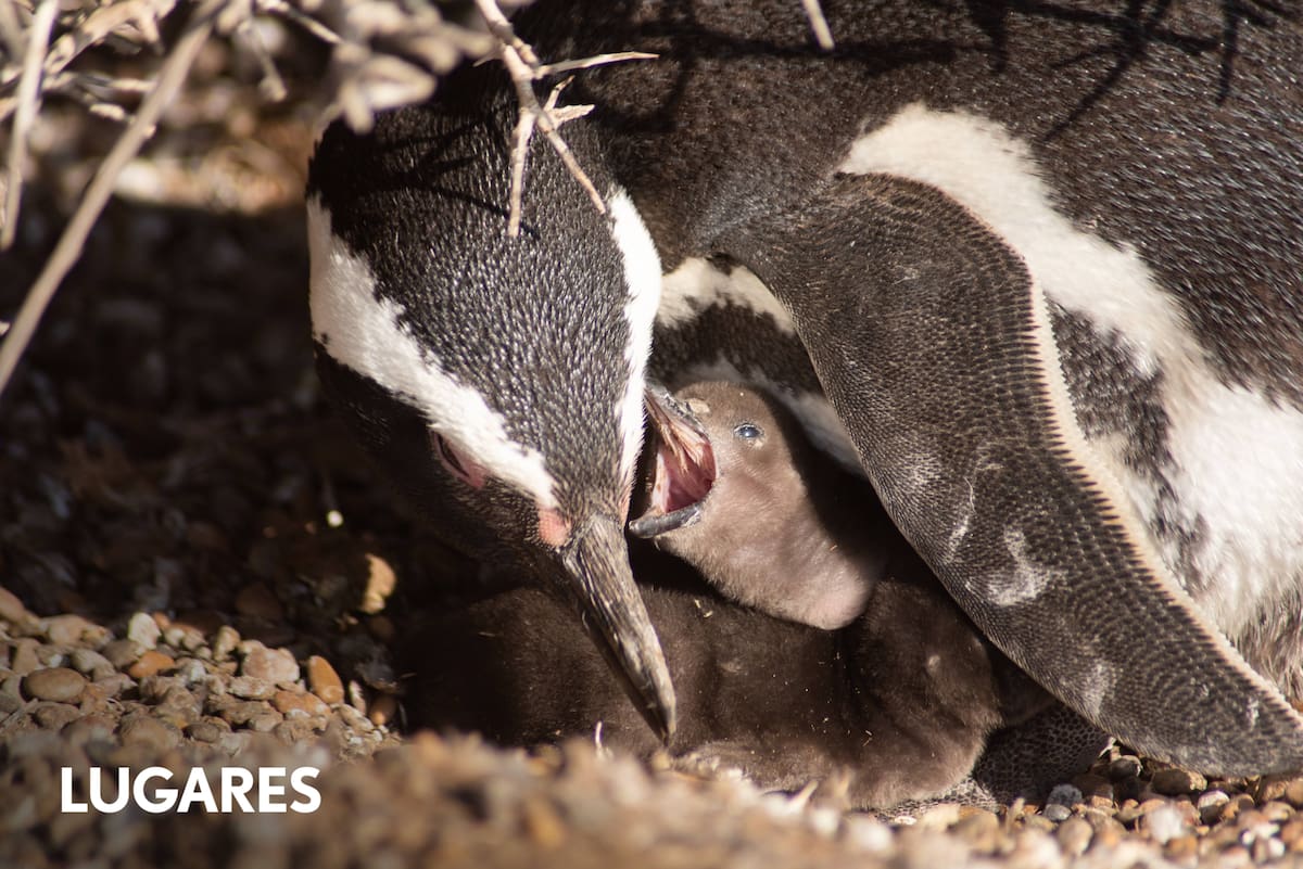 Como vivem os pinguins de Magalhães na maior colônia do planeta? Como vivem os pinguins de Magalhães na maior colônia do planeta?
