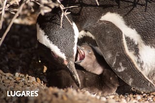Cómo viven los pingüinos de Magallanes de la colonia más grande del planeta