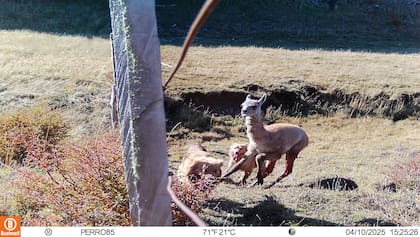 Cría de guanaco atacada por perros asilvestrado. Imágenes de la tesis doctoral de Emiliano Arona
