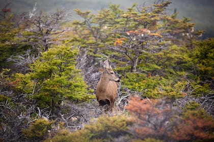 Cría de huemul en las inmediaciones del lago La Plata.