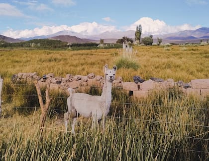 Cría de llamas en corrales, en El Peñón, que es el punto de partida para conocer y recorrer las lagunas altoandinas y puneñas