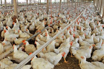 Más del 80% del precio al consumidor no depende del precio doméstico de los granos, sino que responde a otros costos: salarios, energía, alquileres, utilidades, impuestos, fletes y otros costos de distribución, según el estudio de la entidad bursátil