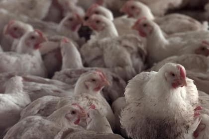La Argentina tuvo un brote de gripe aviar el año pasado