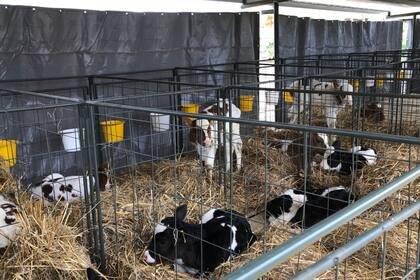 Crianza de terneras en jaulas