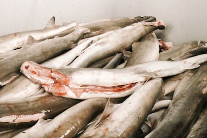 Crías de tiburones en un mercado de Panamá