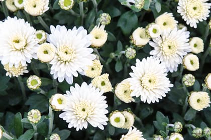 Crisantemos (Chrysanthemum spp)
