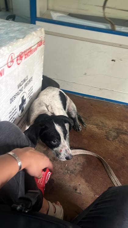 Cristal recibió los primeros cuidados en el Hospital Veterinario de Lomas de Zamora.