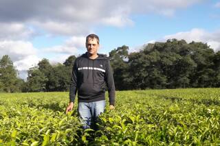 Un productor yerbatero habló de un momento desolador tras una reforma radical de Javier Milei