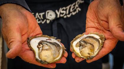 Ostras en las manos de Svetan Pejic, el dueño del restaurante Vila Koruna, donde se puede degustar un menú de seis platos compuesto por ostras, sopa de ostras, mix de bivalvos, risotto negro, camarones con fideos y atún a la plancha