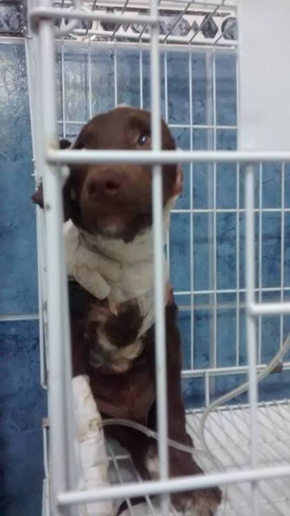 Crueldad brutal contra un perro: lo despellejaron y lo dejaron tirado en la calle