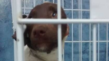 Crueldad brutal contra un perro: lo despellejaron y lo dejaron tirado en la calle