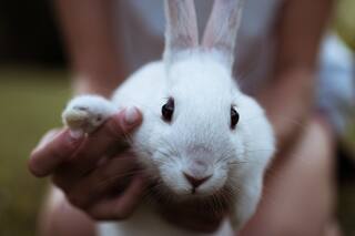 Cómo identificar qué productos no se testean en animales