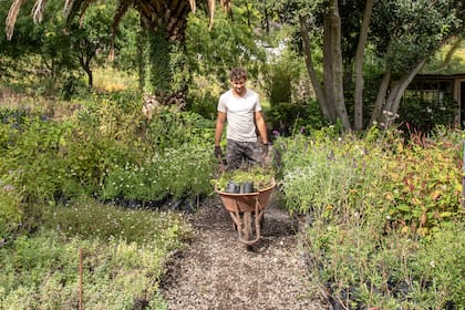 Cruzar sin riesgos: para trasladar plantas entre provincias sin inconvenientes, es obligatorio contar con el DTV-e