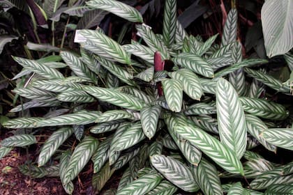 Ctenanthe setosa. Las hojas son oblongas, coriáceas, grandes, con veteado en espiga verde oscuro sobre un limbo verde grisáceo, y un llamativo envés violáceo. La floración no suele ser llamativa, y en algunos casos se elimina para favorecer el crecimiento foliar.