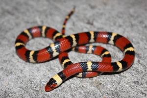 Temporada de serpientes en EE.UU.: los estados de mayor riesgo