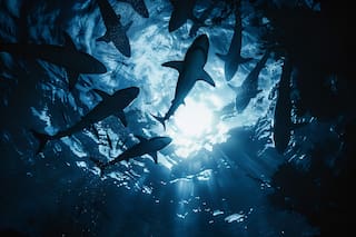 Cuál es el estado de EE.UU. con más ataques de tiburones