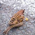 Cuál es el pájaro que anuncia el amanecer con su canto y es señal de buena suerte