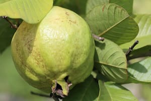 Cuál es la fruta que regula el azúcar y baja la presión arterial en el cuerpo