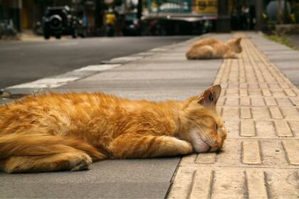 Cuál es la mejor forma para mantener hidratados a los gatos y evitar un golpe de calor (Unsplash / Muhammad Irfan)