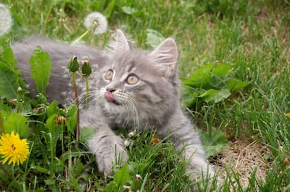 Cuáles son las características de los gatos grises