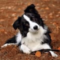Nuevo estudio revela cuáles son las razas de perro más inteligentes