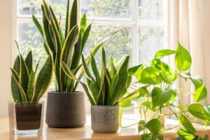 Cuáles son las plantas ideales para atraer dinero y prosperidad a tu hogar
