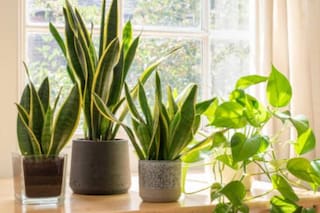 Cuáles son las plantas ideales para atraer dinero y prosperidad a tu hogar