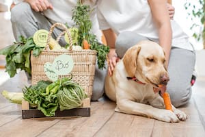 Cuáles son las verduras con las que podrías alimentar a tu perro sin perjudicar su salud