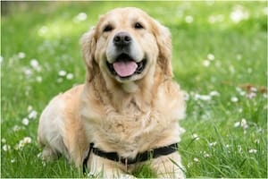 Cuáles son los nombres más elegidos para perros machos en la Argentina