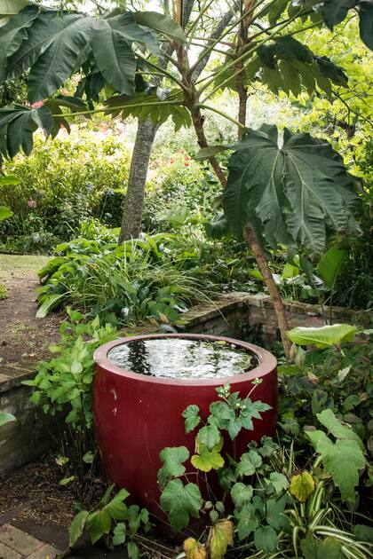 Cualquier maceta sin agujeros de drenaje funciona como un mini estanque, bebedero para muchos animales e insectos.