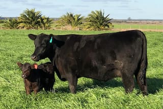 La genética y el bienestar animal hoy van de la mano