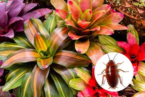 Cualquier vegetal que acumule agua estancada, ya sea en sus hojas o en la maceta, puede actuar como un foco de atracción de estos insectos