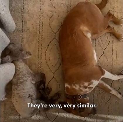 Cuando Beau era una cordera, los dos dormían juntos