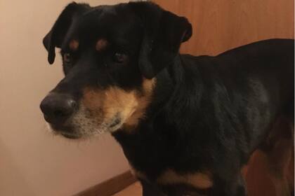 Cuando Cacho llegó a la casa de Patricio, estaba muy flaco y agotado por la vida en las calles.