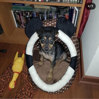 Cuando Camila llegó a la casa de Daniela, estaba cursando un cuadro de sarna.