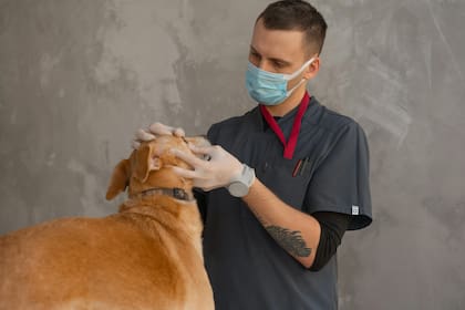 Cuando comienzan a perder la visión, los animales empiezan a utilizar otros sentidos para adaptarse, lo que hace que sus dueños no perciban que tienen un problema ocular