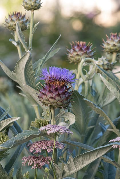Cuando el Cynara cardunculus exhibe sus colores: nace a finales de invierno y florece a finales de primavera y principios de verano. Con el calor se seca, pero sus inflorescencias perduran.