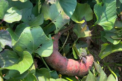 Cuando el follaje decae, se quita y se buscan las raíces reservantes engrosadas, que serán las batatas listas para consumir