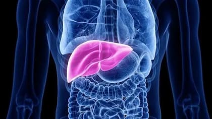 Cuando el hígado deja de "filtrar" sustancias tóxicas, estas pueden acabar en el cerebro