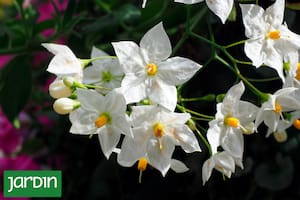 Cuando el ruido de la ciudad se apaga, ciertas plantas encienden su verdadera magia: liberan perfumes intensos